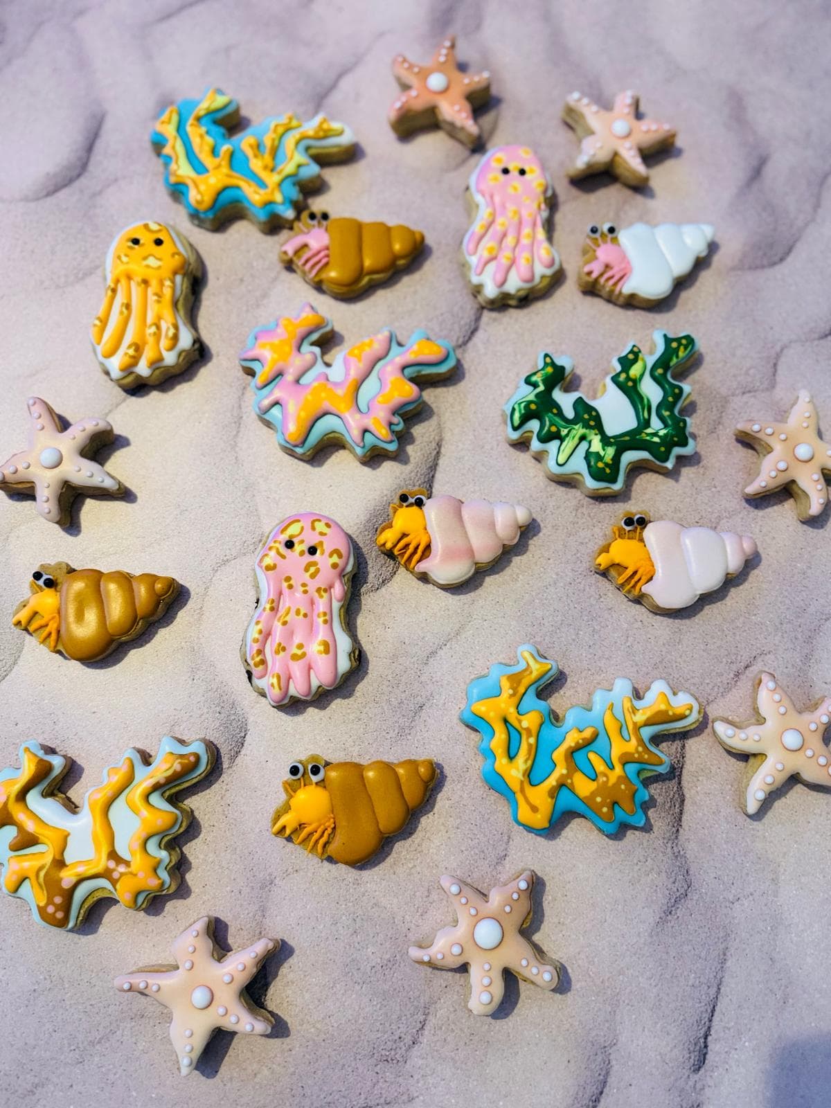 Biscuits méduse, algue, Bernard l'Lhermitte, étoile de mer